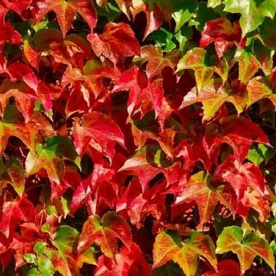 Девичий виноград тройчатый ВИЧИ в Санкт-Петербурге