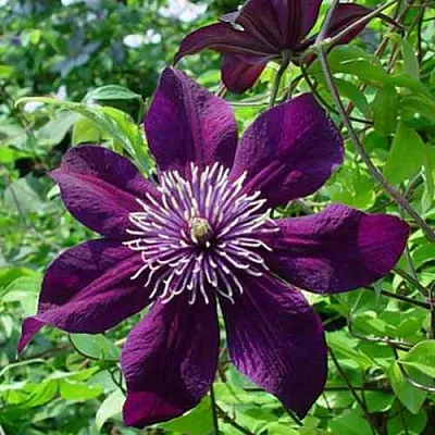 Клематис ПАНТЕР  Клематис ПАНТЕР в Санкт-Петербурге