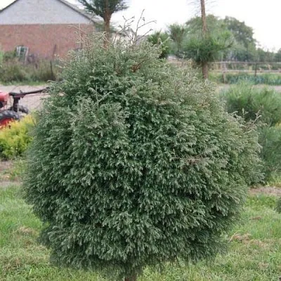 Туя вересковидная  Туя вересковидная в Санкт-Петербурге