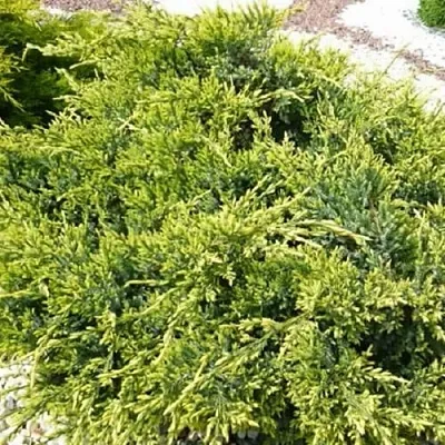 Можжевельник ГОЛД СТАР средний  Можжевельник ГОЛД СТАР средний в Санкт-Петербурге