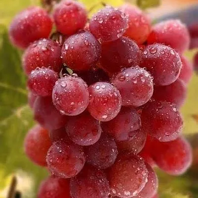 Ранние сорта  Ранние сорта в Санкт-Петербурге