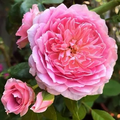 Саженцы роз ФРАНЦУЗСКОЕ ПЛАТЬЕ японская  Саженцы роз ФРАНЦУЗСКОЕ ПЛАТЬЕ японская в Санкт-Петербурге