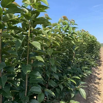 Саженцы оптом Саженцы оптом в Санкт-Петербурге