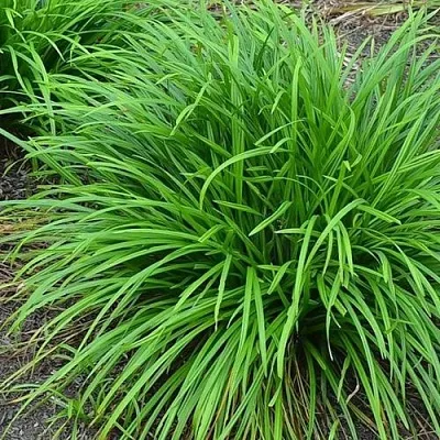 Осока АЙРИШ ГРИН  Осока АЙРИШ ГРИН в Санкт-Петербурге