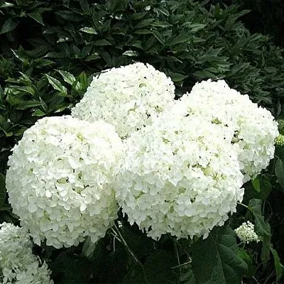 Гортензия АННАБЕЛЬ древовидная  Гортензия АННАБЕЛЬ древовидная в Санкт-Петербурге