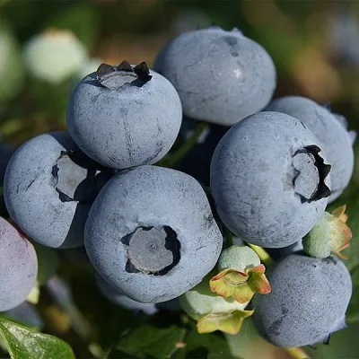 Высокорослые сорта   Высокорослые сорта  в Санкт-Петербурге