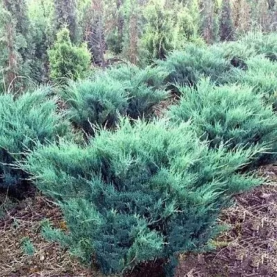 Можжевельник БЛЮ ДАНУБ казацкий в Санкт-Петербурге