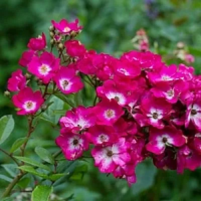 Саженцы роз МАРДЖОРИ ФЕЙР полиантовая  Саженцы роз МАРДЖОРИ ФЕЙР полиантовая в Санкт-Петербурге