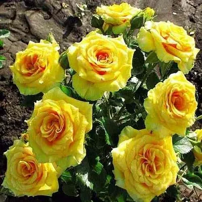 Саженцы роз САН СИТИ спрей  Саженцы роз САН СИТИ спрей в Санкт-Петербурге