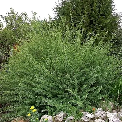 Ива НАНА  пурпурная  в Санкт-Петербурге