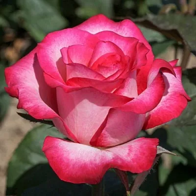 Саженцы роз ХАЙЛЕНДЕР чайно-гибридная  Саженцы роз ХАЙЛЕНДЕР чайно-гибридная в Санкт-Петербурге