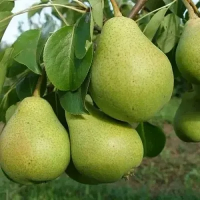 Груша СВЕРДЛОВЧАНКА  Груша СВЕРДЛОВЧАНКА в Санкт-Петербурге