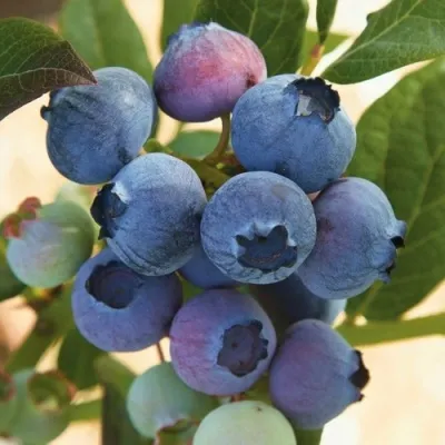 Голубика ОСОРНО — описание сорта Голубика ОСОРНО в Санкт-Петербурге