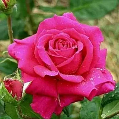 Саженцы роз ШАКИРА чайно-гибридная  Саженцы роз ШАКИРА чайно-гибридная в Санкт-Петербурге