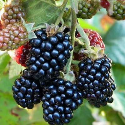 Ежевика ОУАЧИТА бесшипная — описание сорта Ежевика ОУАЧИТА бесшипная в Санкт-Петербурге