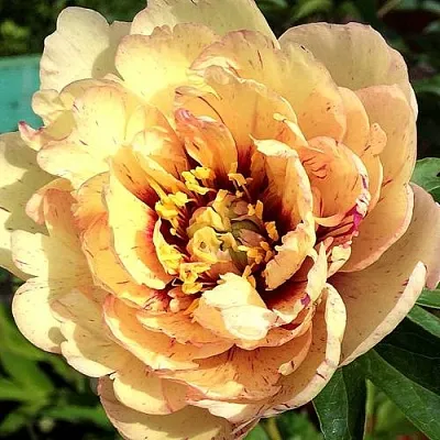 Пионы ИТО-гибриды в Санкт-Петербурге