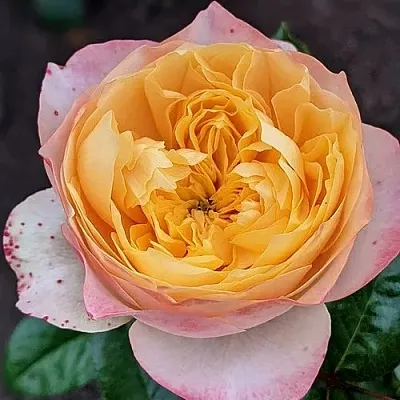 Саженцы роз ГОЛДЕН ВУВУЗЕЛА чайно-гибридная  Саженцы роз ГОЛДЕН ВУВУЗЕЛА чайно-гибридная в Санкт-Петербурге