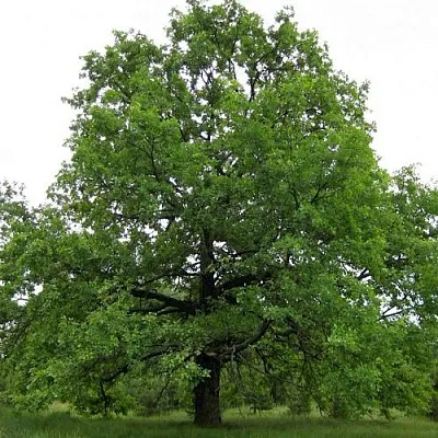 Дуб черешчатый  в Санкт-Петербурге