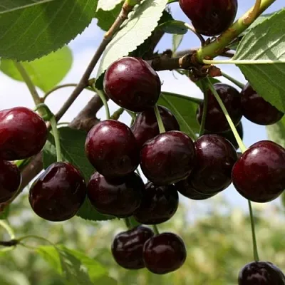 Вишня СВЕРДЛОВЧАНКА степная в Санкт-Петербурге