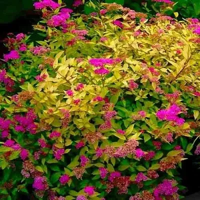 Спирея ГОЛДЕН ПРИНЦЕСС японская  Спирея ГОЛДЕН ПРИНЦЕСС японская в Санкт-Петербурге