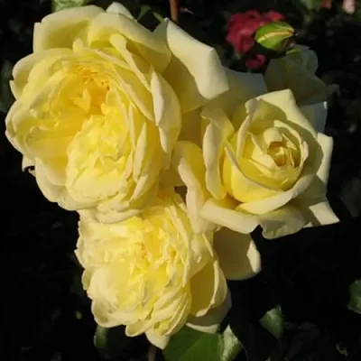 Саженцы роз КАЗИНО плетистая  Саженцы роз КАЗИНО плетистая в Санкт-Петербурге