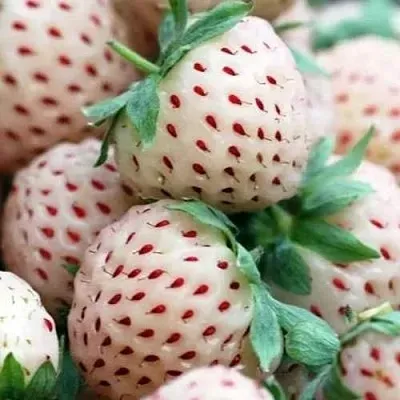 Клубника АНАНАСА ремонтантная  Клубника АНАНАСА ремонтантная в Санкт-Петербурге