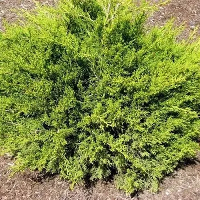 Можжевельник ИЗАБЕЛИН китайский  Можжевельник ИЗАБЕЛИН китайский в Санкт-Петербурге