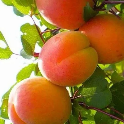 Абрикос КРЫМСКИЙ АМУР  Абрикос КРЫМСКИЙ АМУР в Санкт-Петербурге