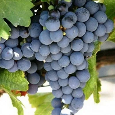 Виноград ЧЕСУРАН  Виноград ЧЕСУРАН в Санкт-Петербурге