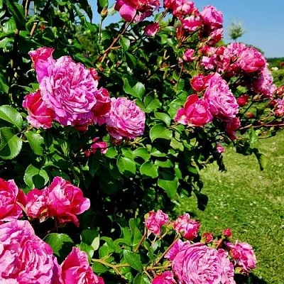 Саженцы роз ИНЕС САСТР плетистая  Саженцы роз ИНЕС САСТР плетистая в Санкт-Петербурге