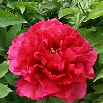 Пион АРОМАТНОЕ ВОСПОМИНАНИЕ древовидный  Пион АРОМАТНОЕ ВОСПОМИНАНИЕ древовидный в Санкт-Петербурге