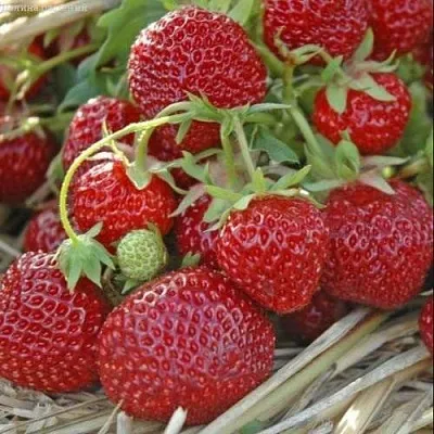 Клубника ЗЕНГА-ЗЕНГАНА  Клубника ЗЕНГА-ЗЕНГАНА в Санкт-Петербурге