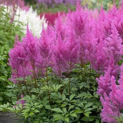 Астильба АМЕТИСТ Арендса  Астильба АМЕТИСТ Арендса в Санкт-Петербурге