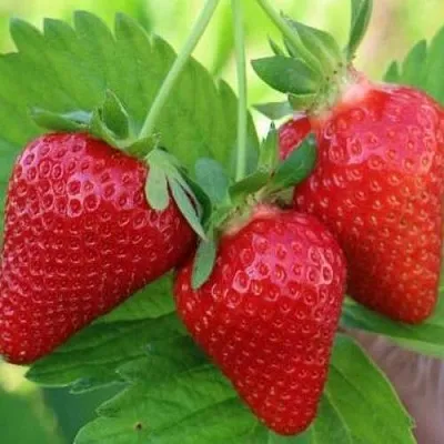 Клубника КЛОДИЯ  Клубника КЛОДИЯ в Санкт-Петербурге