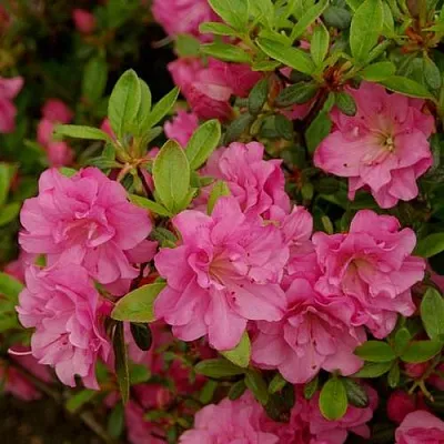 Азалия РОЗИНЕТТА японская  Азалия РОЗИНЕТТА японская в Санкт-Петербурге