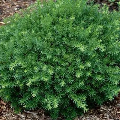 Тис ХИКСИ средний в Санкт-Петербурге