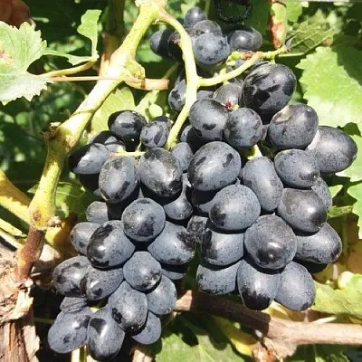 Виноград КИШМИШ АТТИКА  Виноград КИШМИШ АТТИКА в Санкт-Петербурге