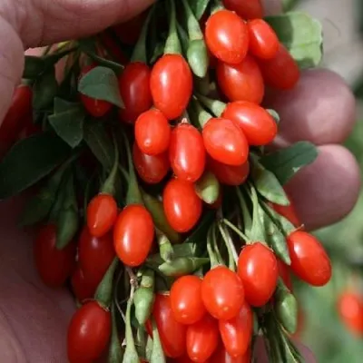 Годжи КОРЕАН БИГ — описание сорта Годжи КОРЕАН БИГ в Санкт-Петербурге