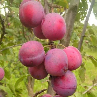 Слива ЭДИНБУРГСКАЯ  Слива ЭДИНБУРГСКАЯ в Санкт-Петербурге