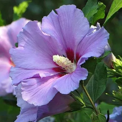 Гибискус  Гибискус в Санкт-Петербурге