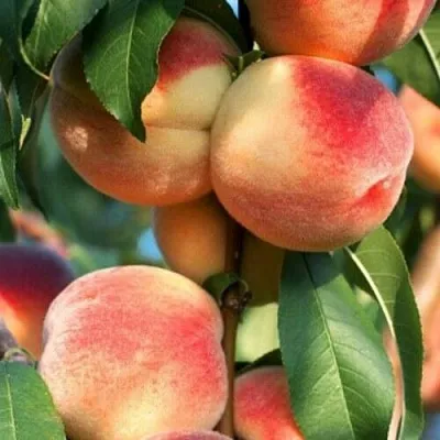 Персик ЛОЙКО 2  Персик ЛОЙКО 2 в Санкт-Петербурге