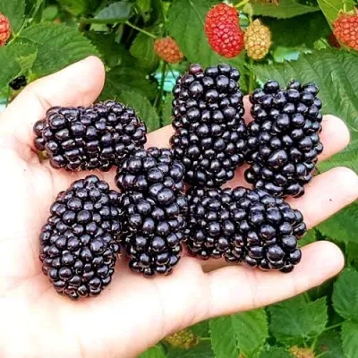 Ежевика ОУАЧИТА бесшипная — описание сорта Ежевика ОУАЧИТА бесшипная в Санкт-Петербурге