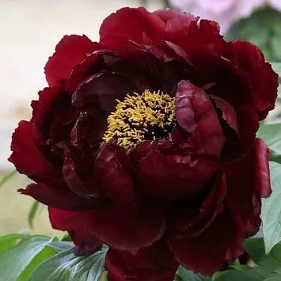 Пион ПОЛНОЧЬ древовидный  Пион ПОЛНОЧЬ древовидный в Санкт-Петербурге