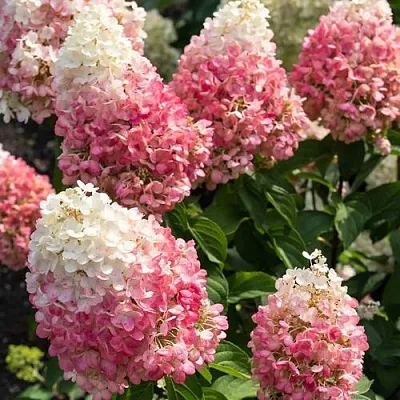 Гортензия ПИНКИ ПРОМИС метельчатая  Гортензия ПИНКИ ПРОМИС метельчатая в Санкт-Петербурге