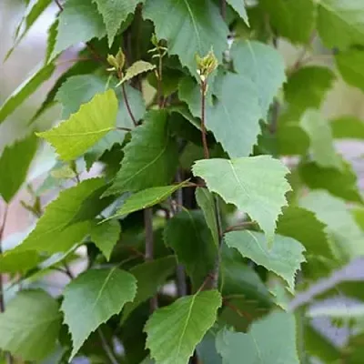 Береза ФАСТИГИАТА повислая  в Санкт-Петербурге