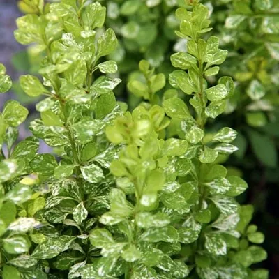 Барбарис ПАУ ВАУ тунберга в Санкт-Петербурге