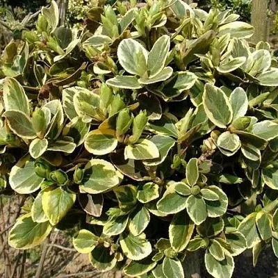 Бересклет КАНАДЕЙЛ ГОЛД   Бересклет КАНАДЕЙЛ ГОЛД  в Санкт-Петербурге