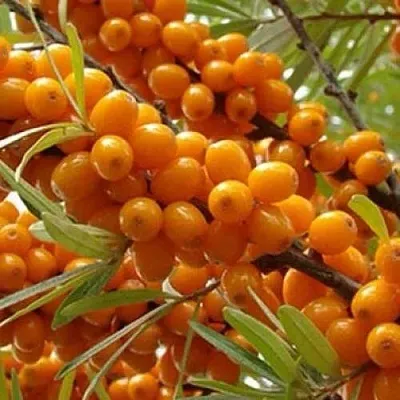 Облепиха ТРОФИМОВСКАЯ  Облепиха ТРОФИМОВСКАЯ в Санкт-Петербурге