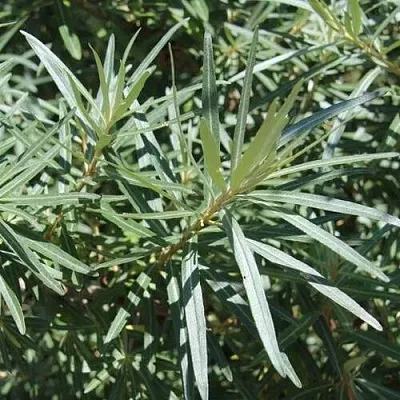 Облепиха ЛОРД (МУЖСКАЯ)  Облепиха ЛОРД (МУЖСКАЯ) в Санкт-Петербурге