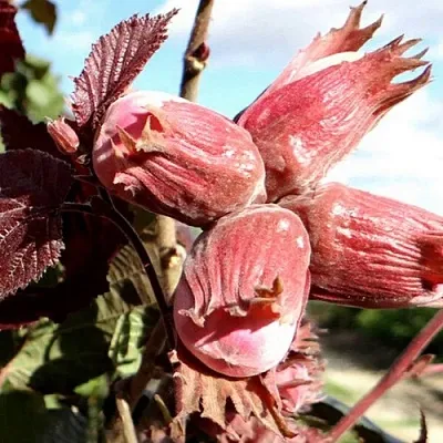 Фундук АЛЫЙ ПАРУС в Санкт-Петербурге